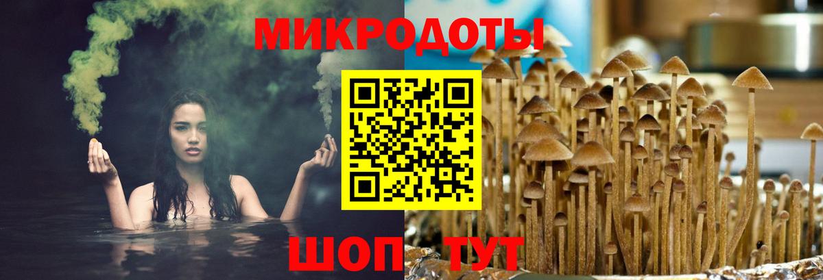 Галлюциногенные грибы Psilocybe Донской